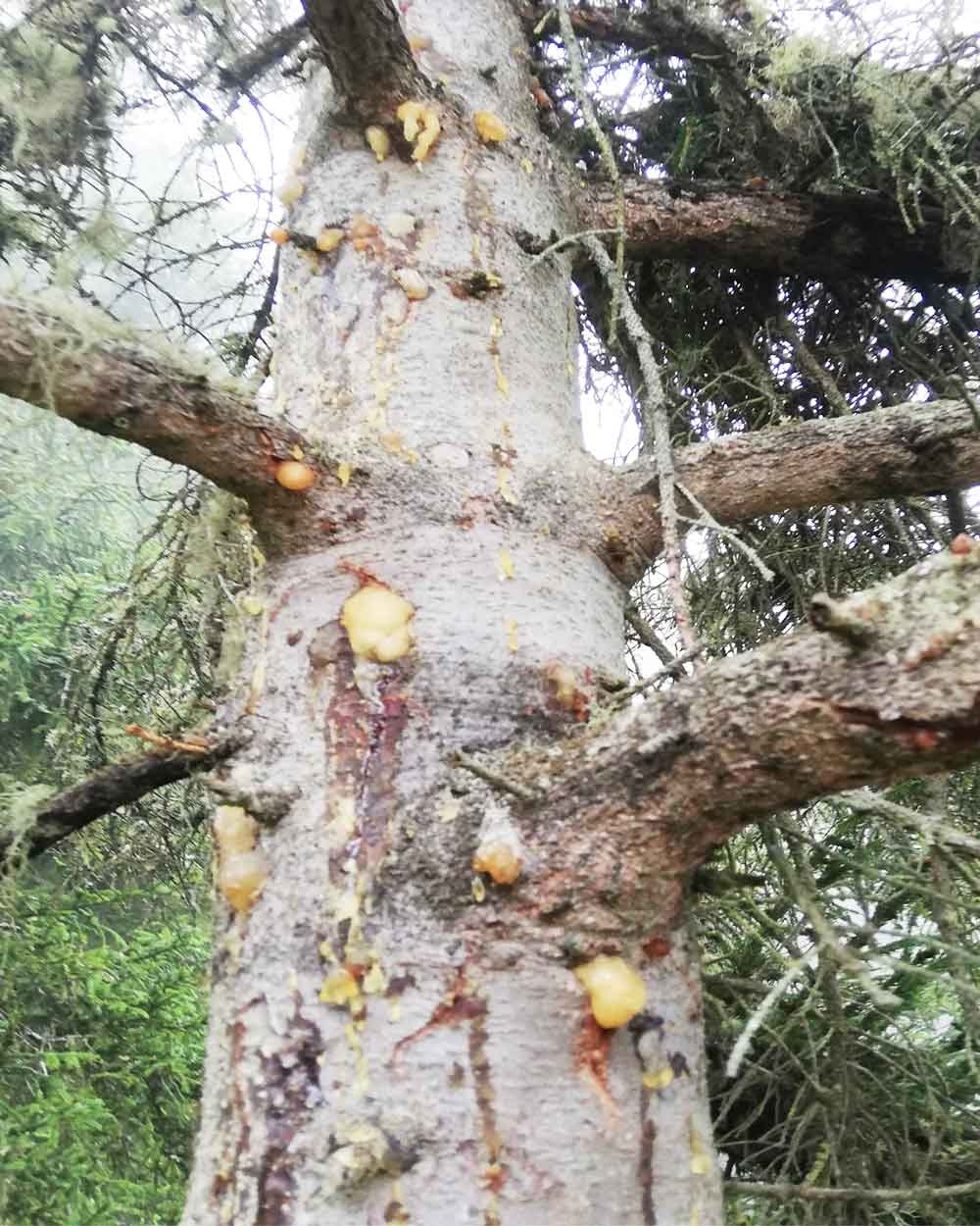 Çam%20Sakızı%20Artvin%20%2040%20g